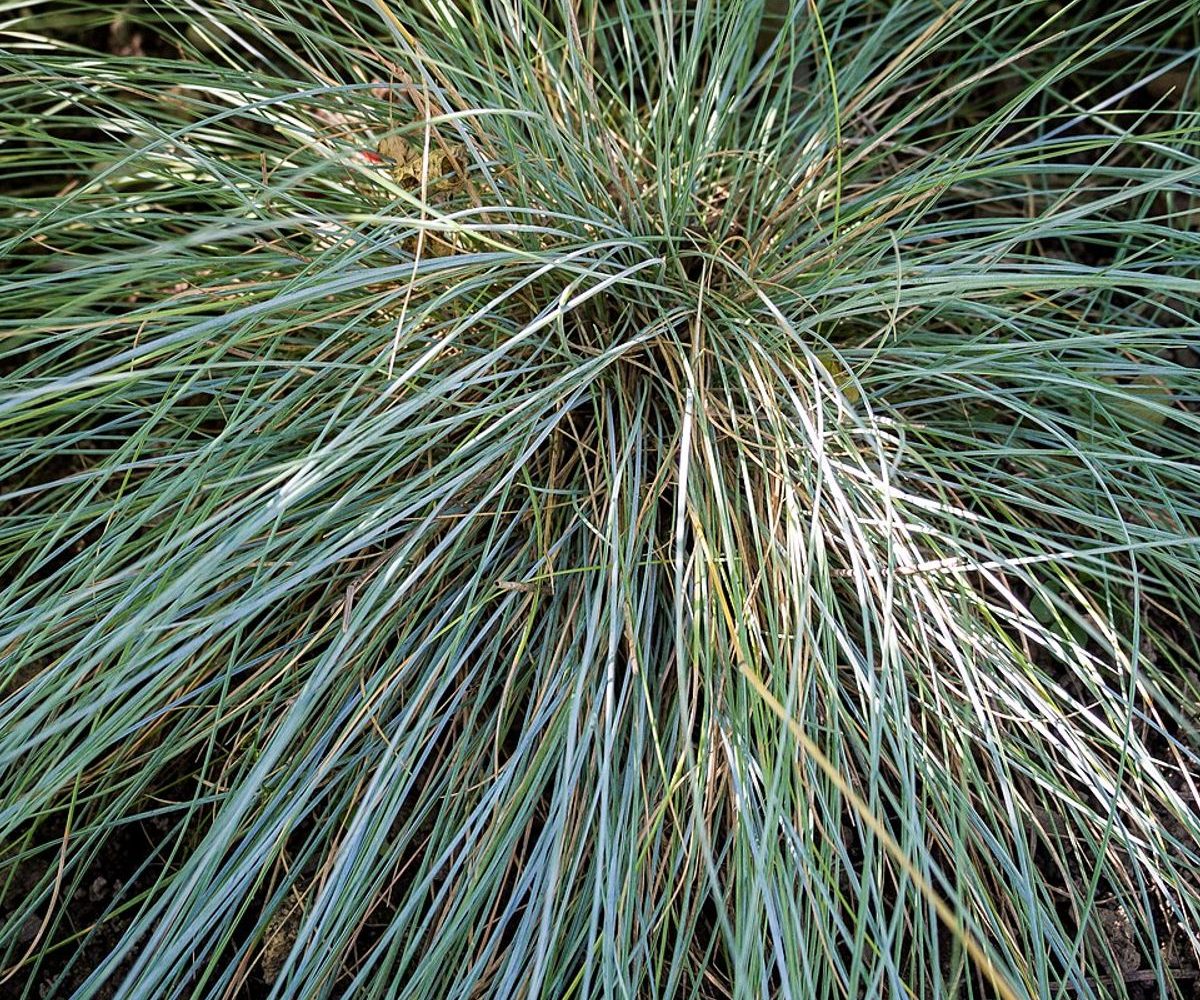 فستوکا آبی (Festuca glauca)، توده‌ای از برگ‌های باریک آبی نقره‌ای