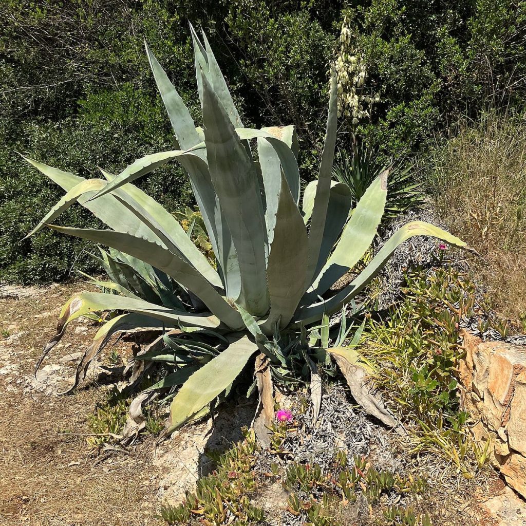 آگاو آمریکانا (Agave americana) — نمای کامل گیاه