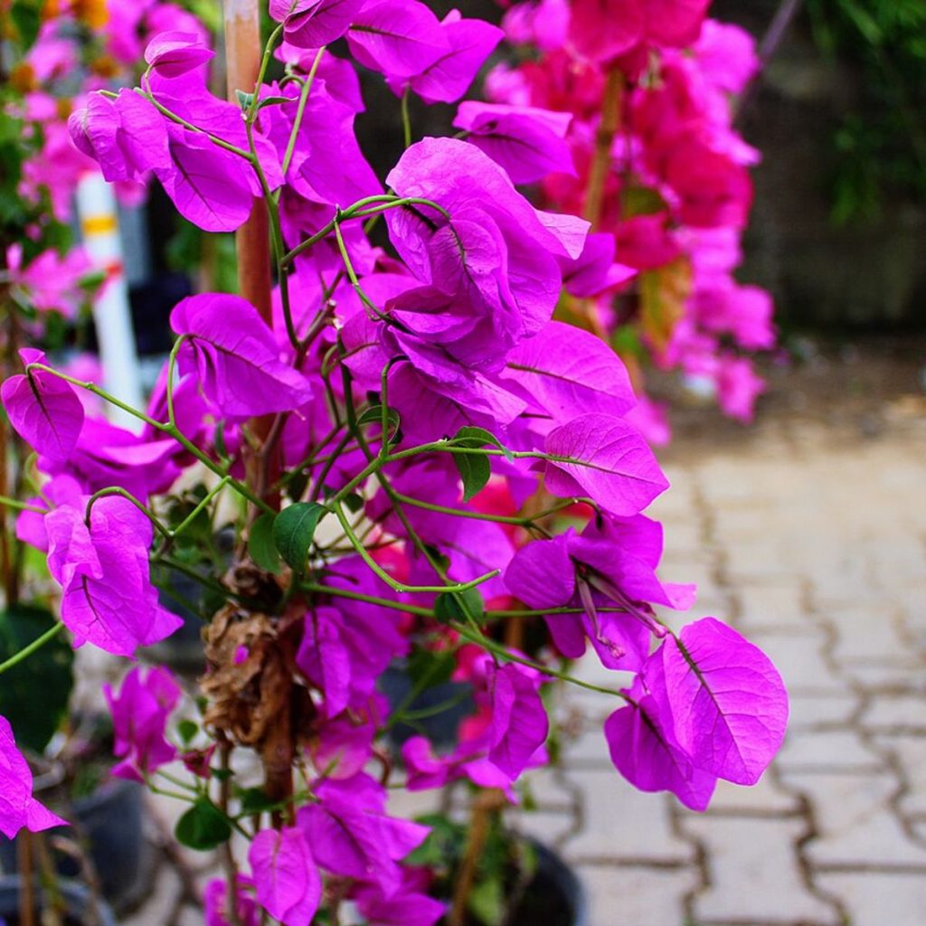 گل کاغذی (Bougainvillea glabra)، براکته‌های ارغوانی