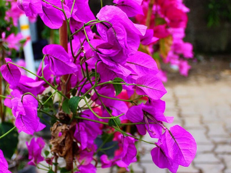 گل کاغذی