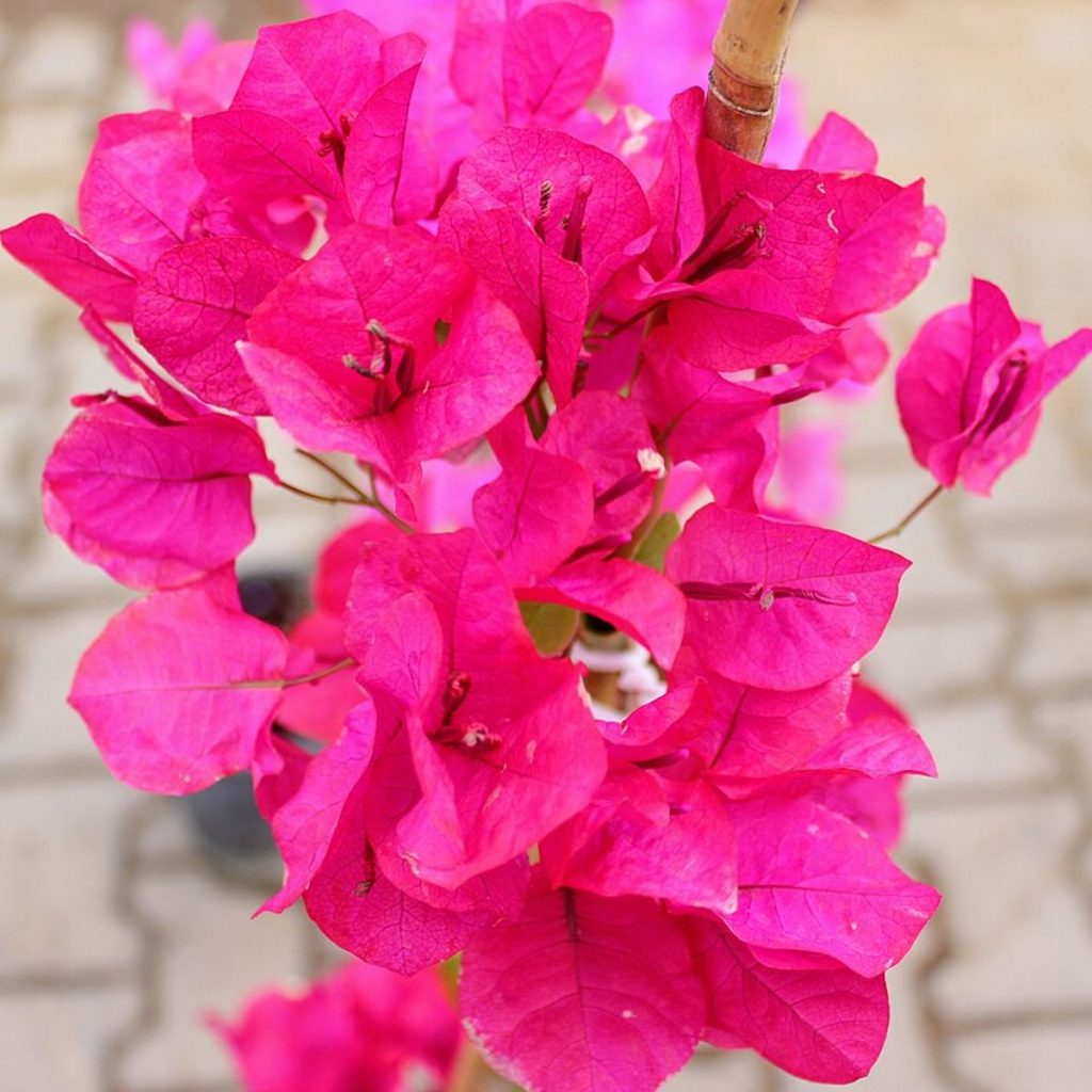 گل کاغذی، نمای تکمیلی یک