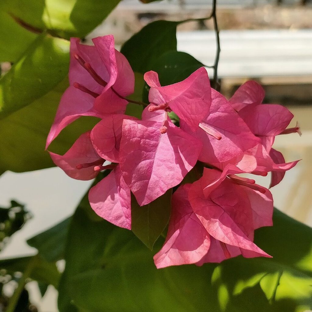 گل کاغذی، نمای تکمیلی دو