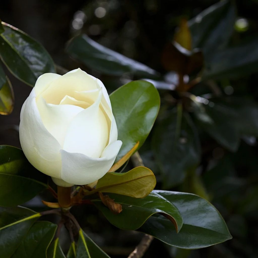 ماگنولیا همیشه‌سبز (Magnolia grandiflora)، گل سفید