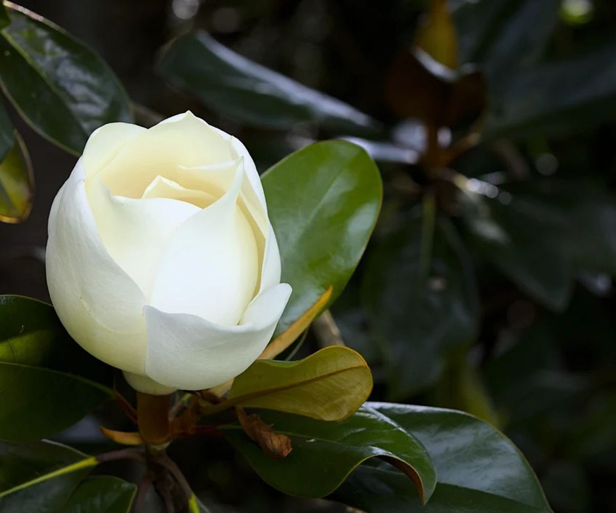 ماگنولیا همیشه‌سبز (Magnolia grandiflora)، گل سفید