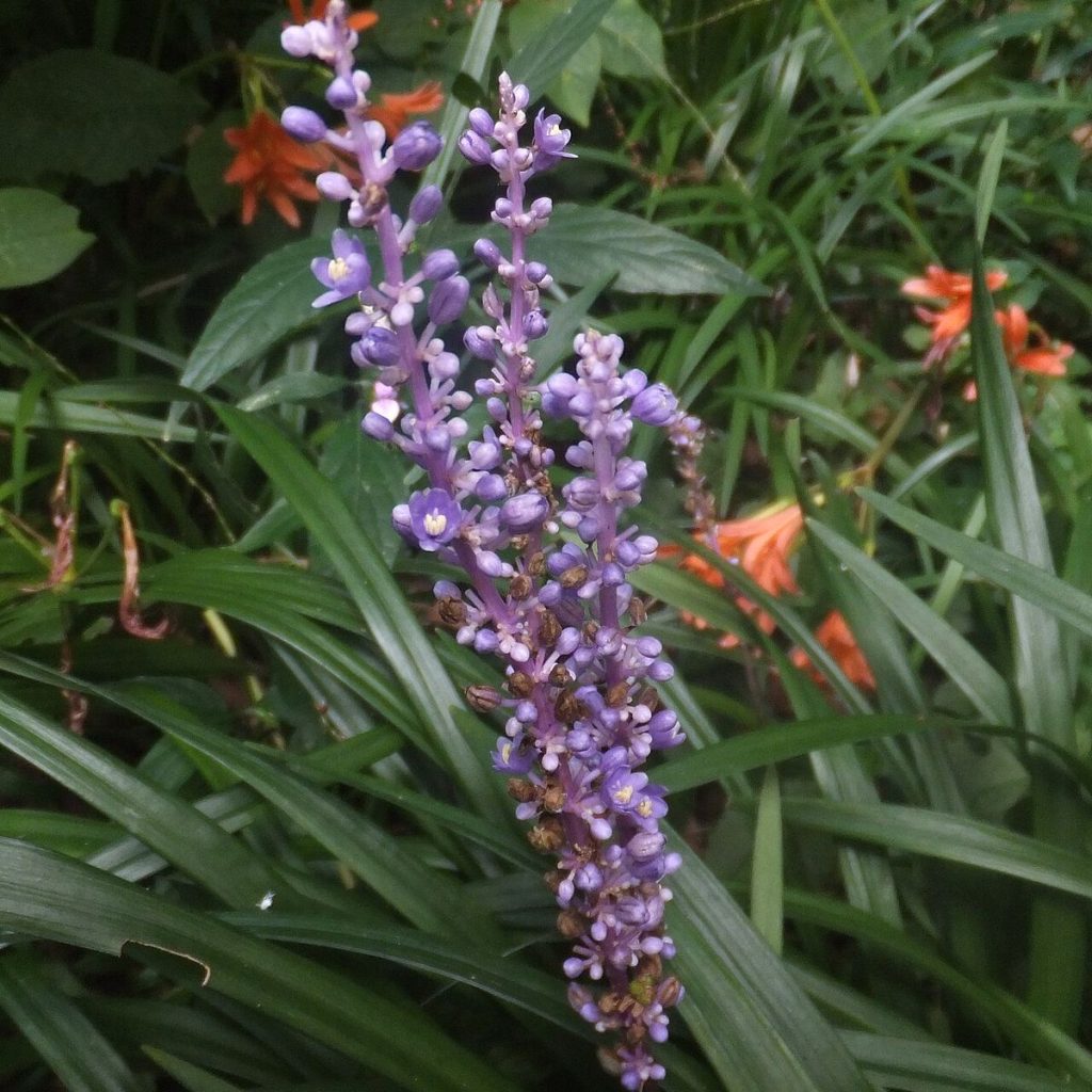 لیریوپ (Liriope muscari) با گل بنفش