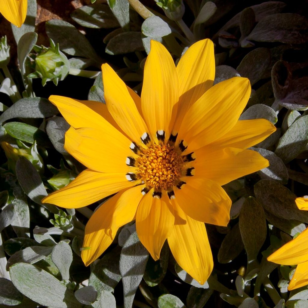 گازانیا (Gazania rigens)، گل زرد