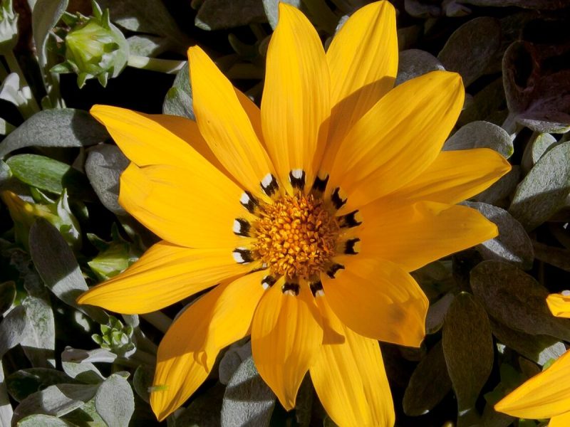 گازانیا (Gazania rigens)، گل زرد