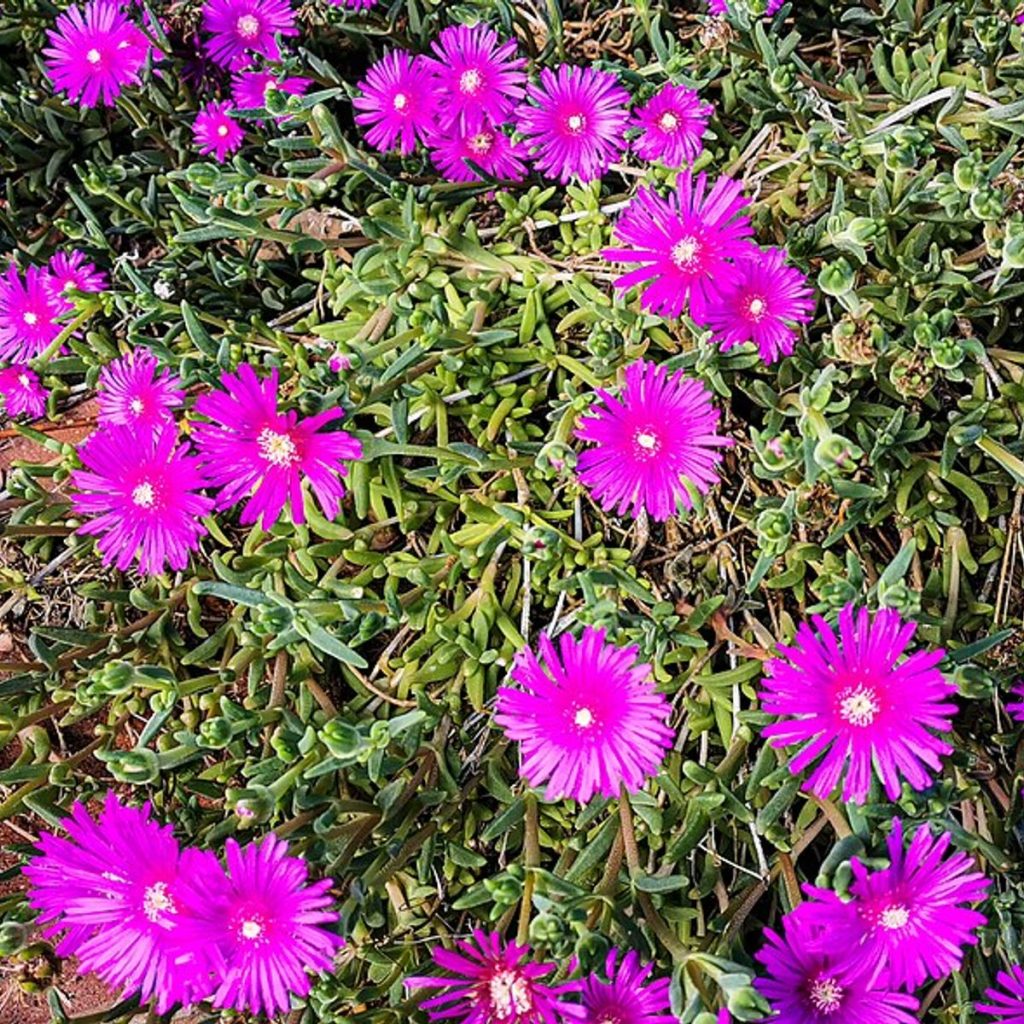 ناز یخی (Delosperma cooperi) در گل‌دهی