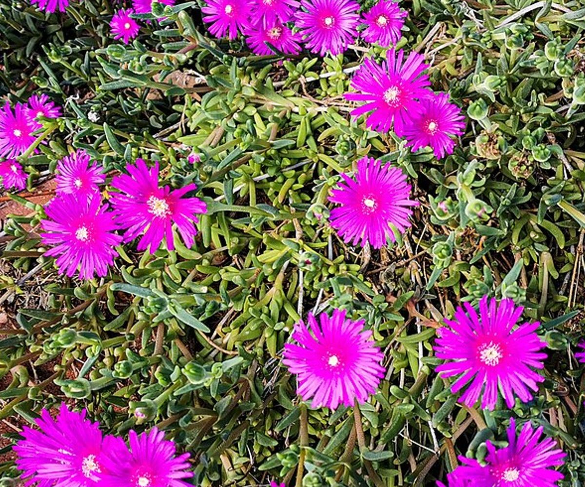 ناز یخی (Delosperma cooperi) در گل‌دهی