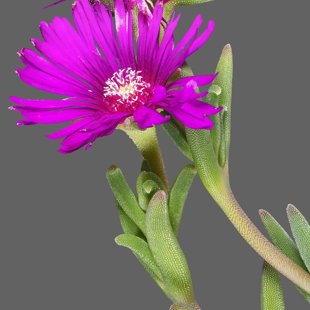 ناز یخی، گل و برگ