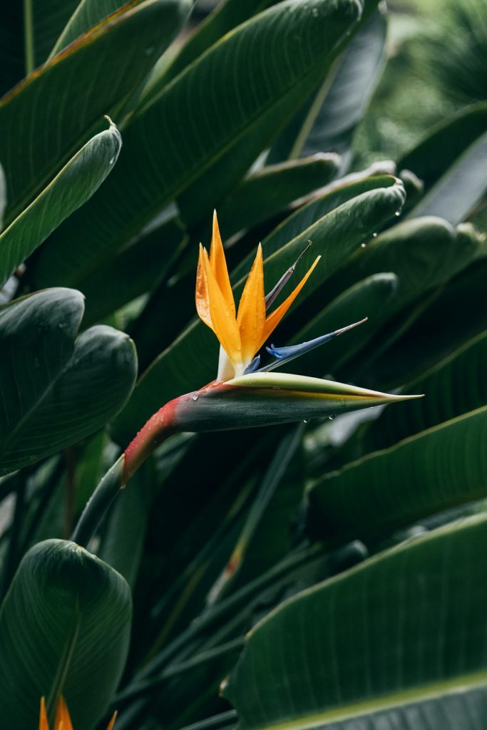 استرلیتزیا؛ عکس Thimo van Leeuwen در Unsplash