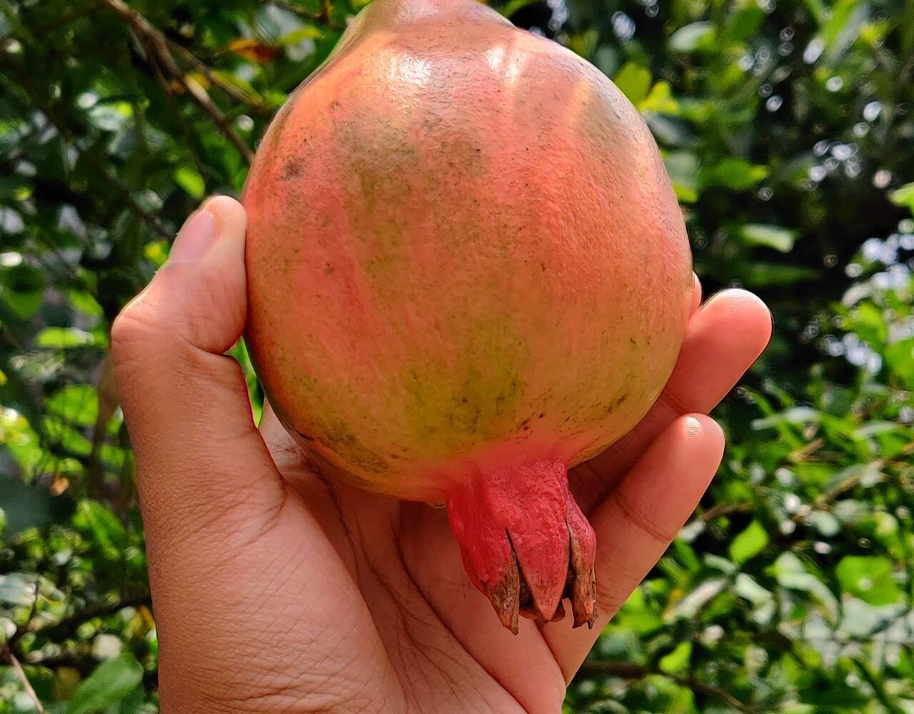 انار؛ Wikimedia Commons CC0