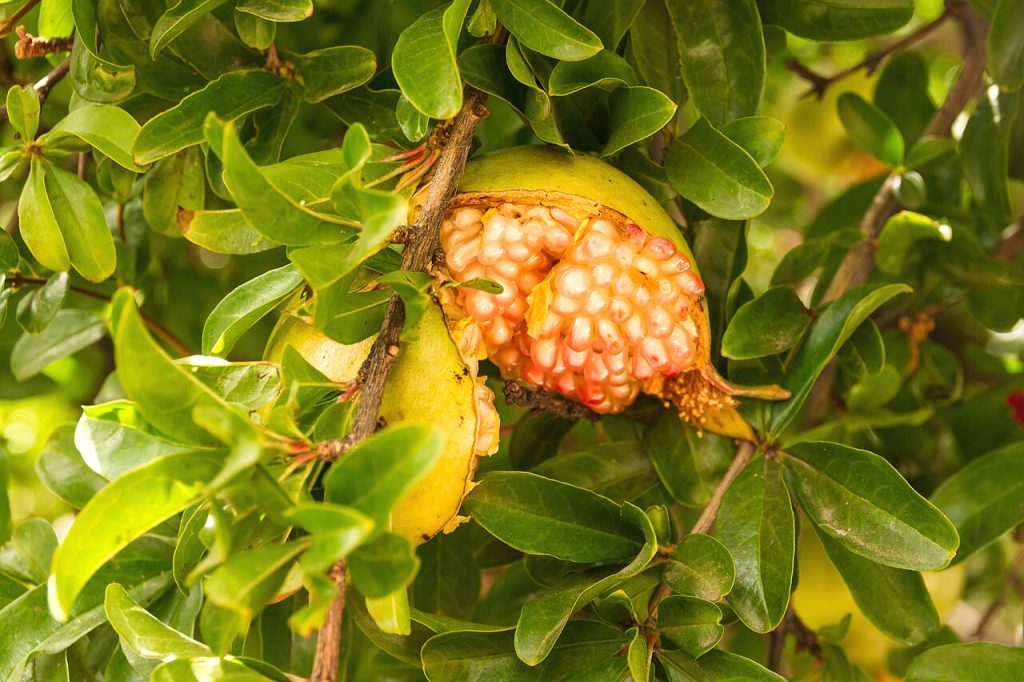 انار؛ Wikimedia Commons CC0