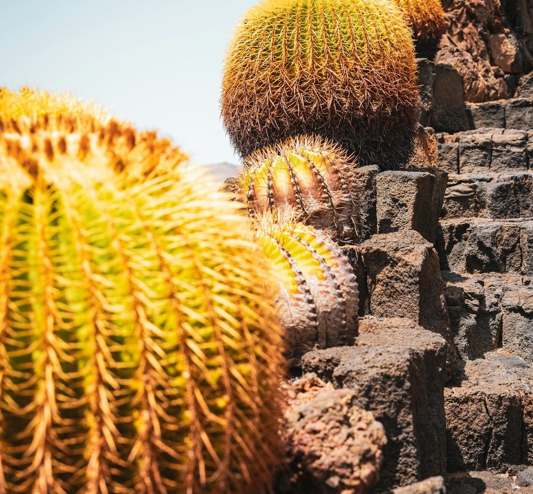 اچینو؛ عکس Tymek Niciak در Unsplash