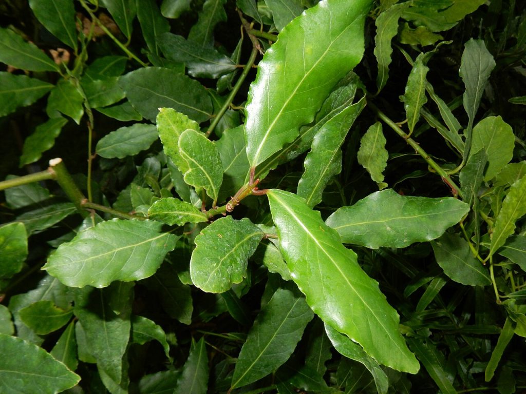 برگ بو؛ تصویر Wikimedia Commons CC0