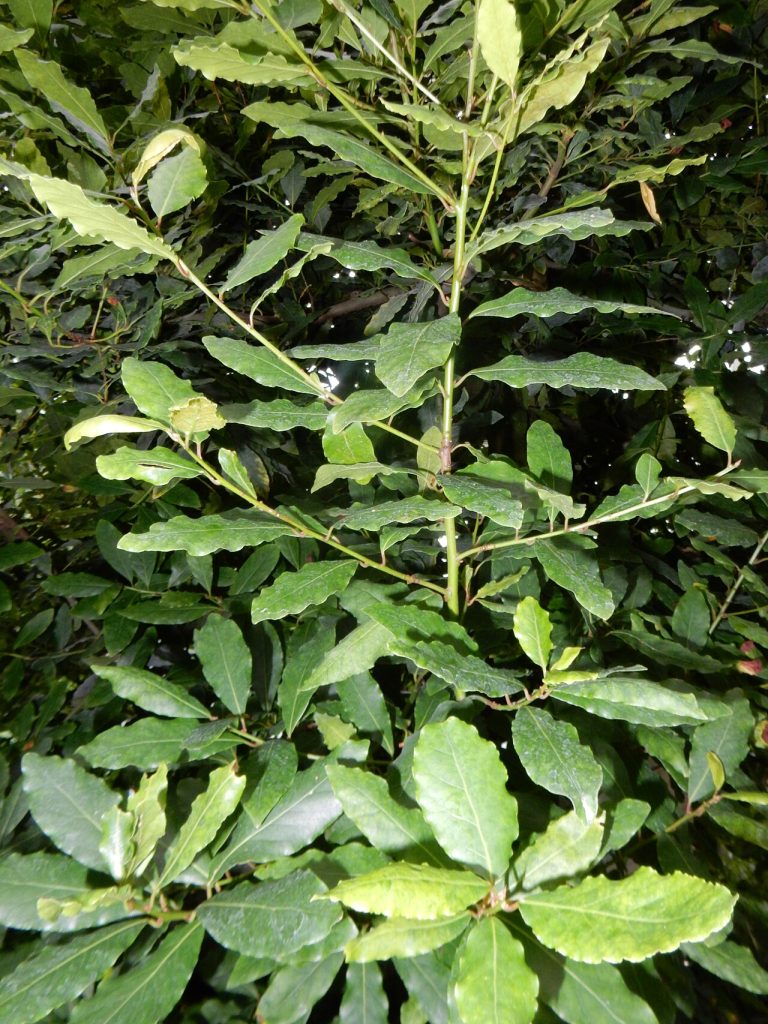برگ بو؛ تصویر Wikimedia Commons CC0