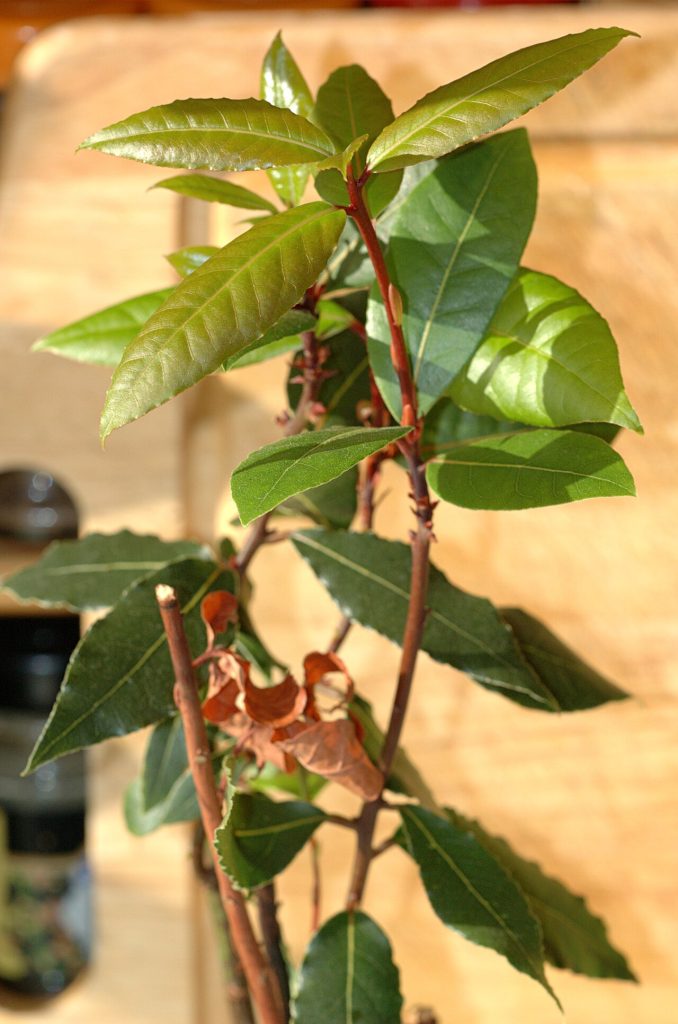 برگ بو؛ تصویر Wikimedia Commons CC0