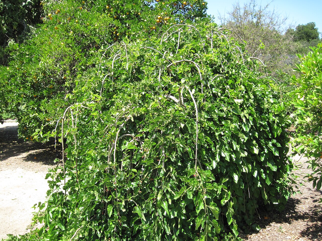 توت مجنون؛ Wikimedia Commons CC0؛ منبع: Wikimedia Commons