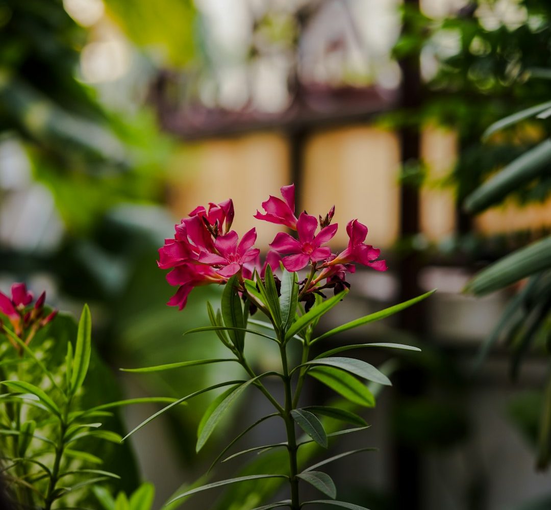 خرزهره؛ عکس Suroor Haider در Unsplash