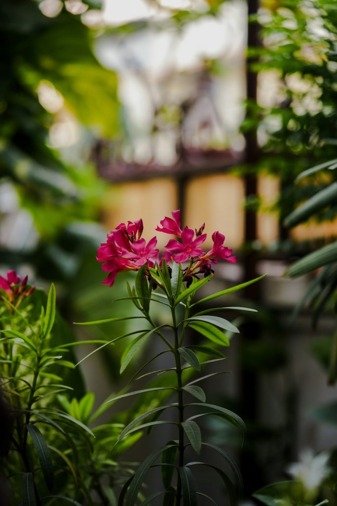 خرزهره؛ عکس Suroor Haider در Unsplash
