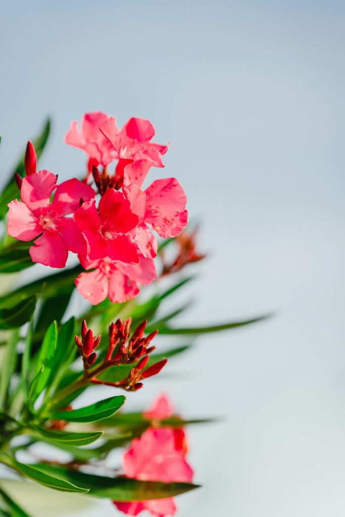 خرزهره؛ عکس Taiyou در Unsplash