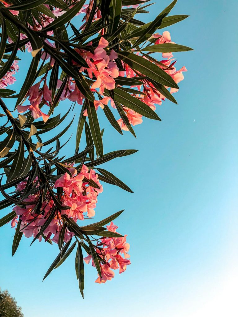خرزهره؛ عکس Fatih در Unsplash