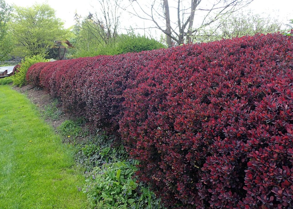 زرشک زینتی Berberis thunbergii 'Atropurpurea'؛ منبع: Wikimedia Commons
