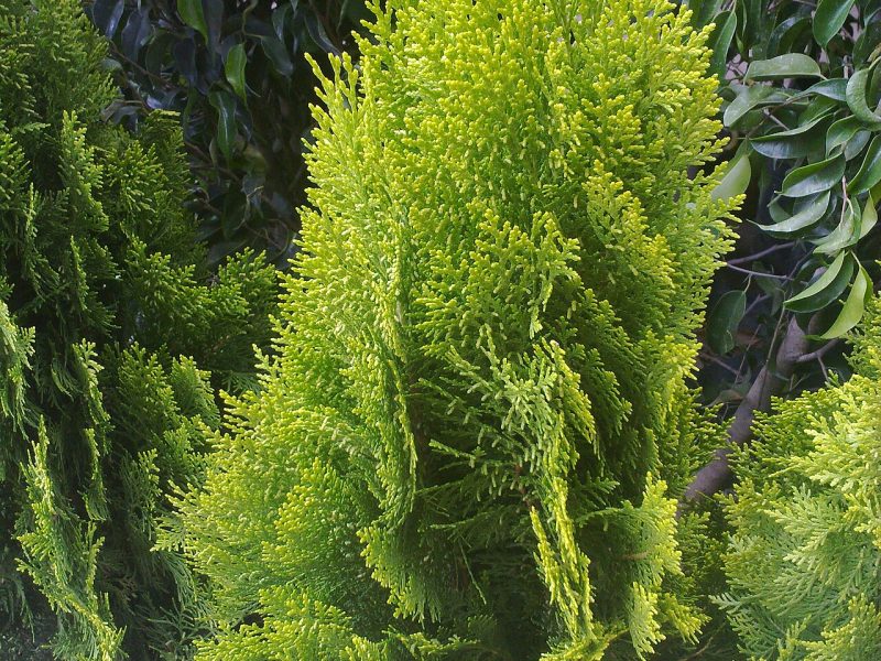 سرو خمره‌ای