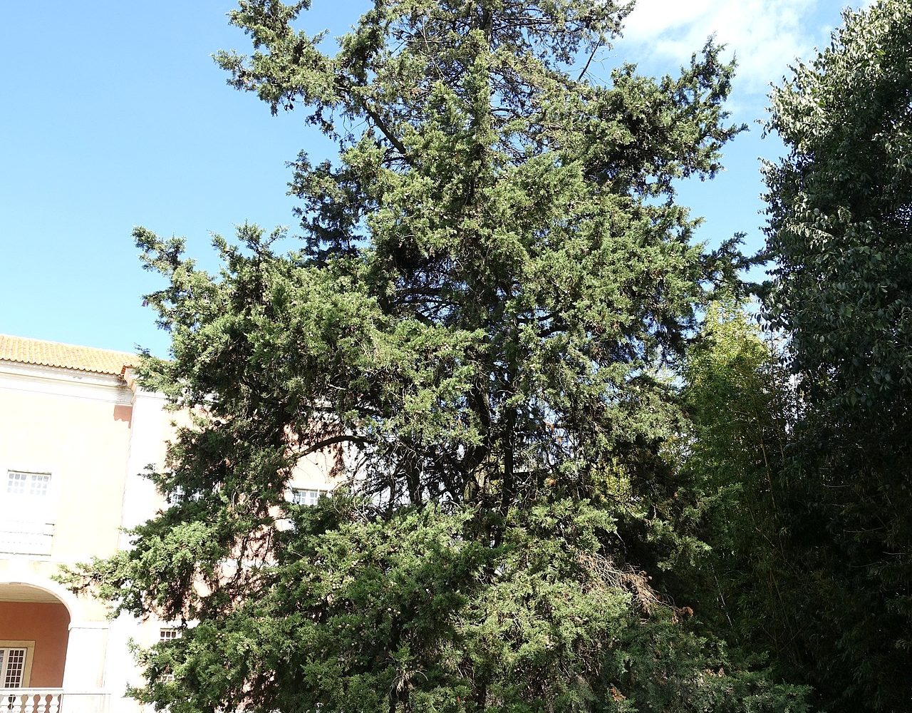 سرو شیراز؛ منبع: Wikimedia Commons
