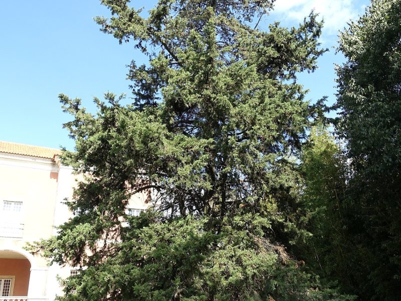 سرو شیراز