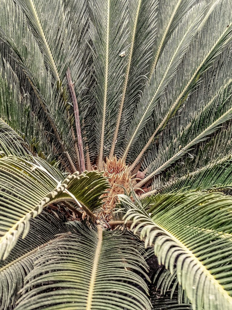 سیکاس؛ تصویر Wikimedia Commons CC0