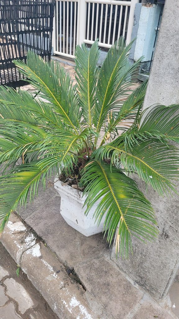 سیکاس؛ تصویر Wikimedia Commons CC0