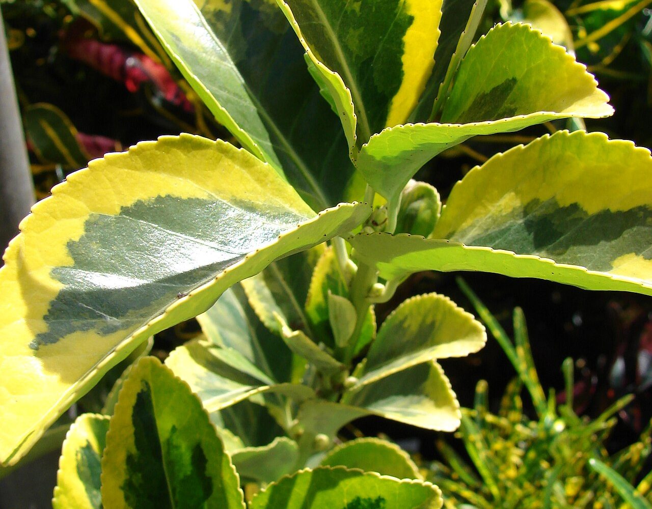 شمشاد طلایی (Starr 080117-1922 Euonymus japonica)؛ منبع: Wikimedia Commons