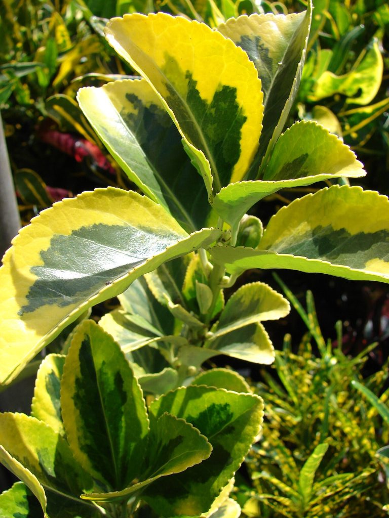 شمشاد طلایی (Starr 080117-1922 Euonymus japonica)؛ منبع: Wikimedia Commons