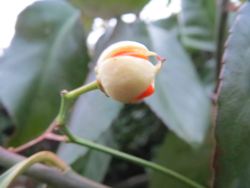 شمشاد ژاپنی؛ Wikimedia Commons CC0
