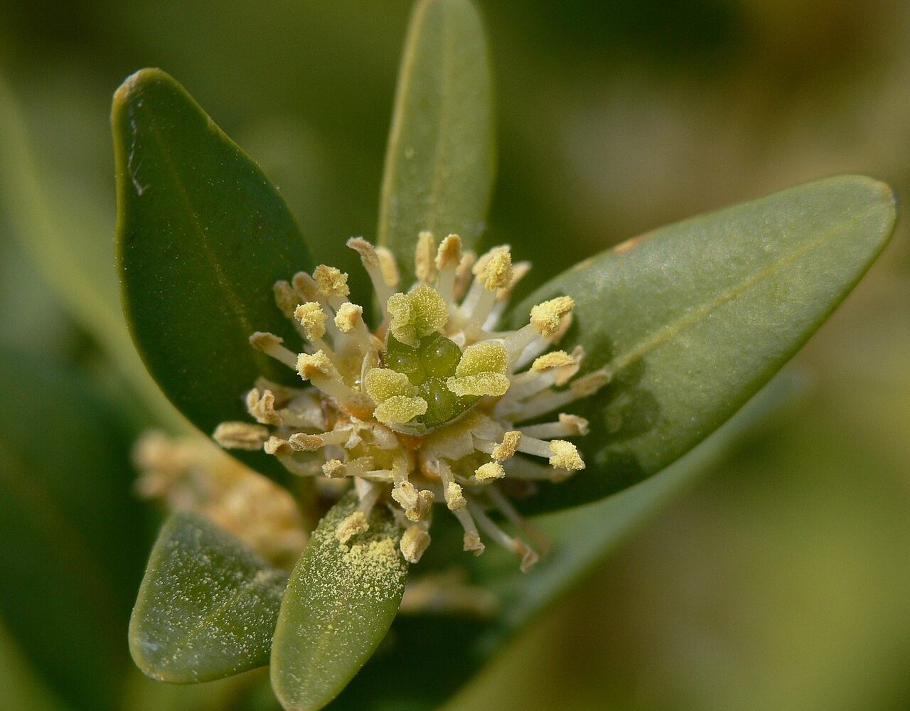 شمشاد؛ Wikimedia Commons CC0