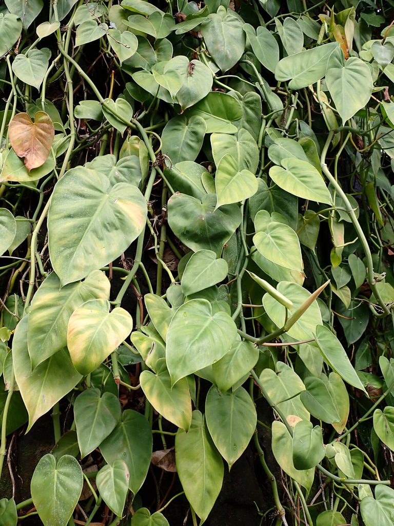 فیلودندرون قلبی (Philodendron hederaceum kz01)؛ منبع: Wikimedia Commons