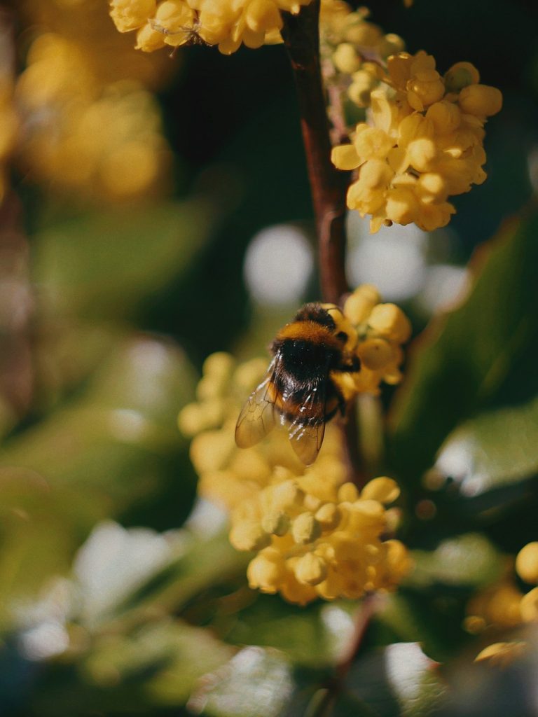 ماهونیا؛ عکس Dear Sunflower در Unsplash