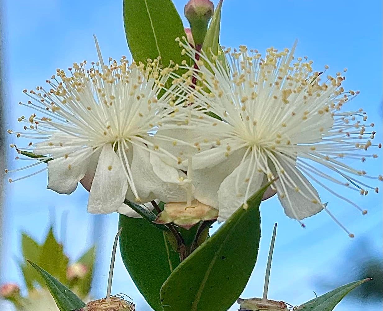 مورد؛ منبع: Wikimedia Commons CC0