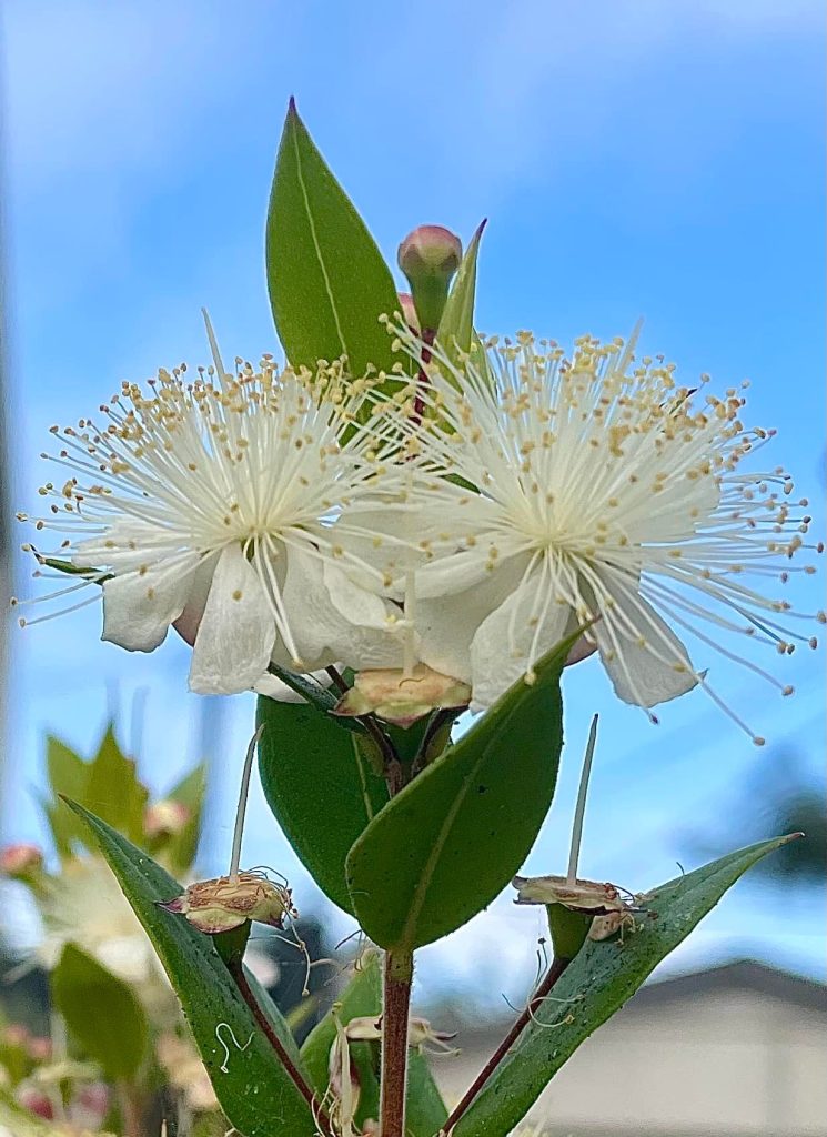 مورد؛ منبع: Wikimedia Commons CC0