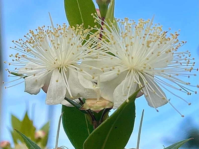 مورد