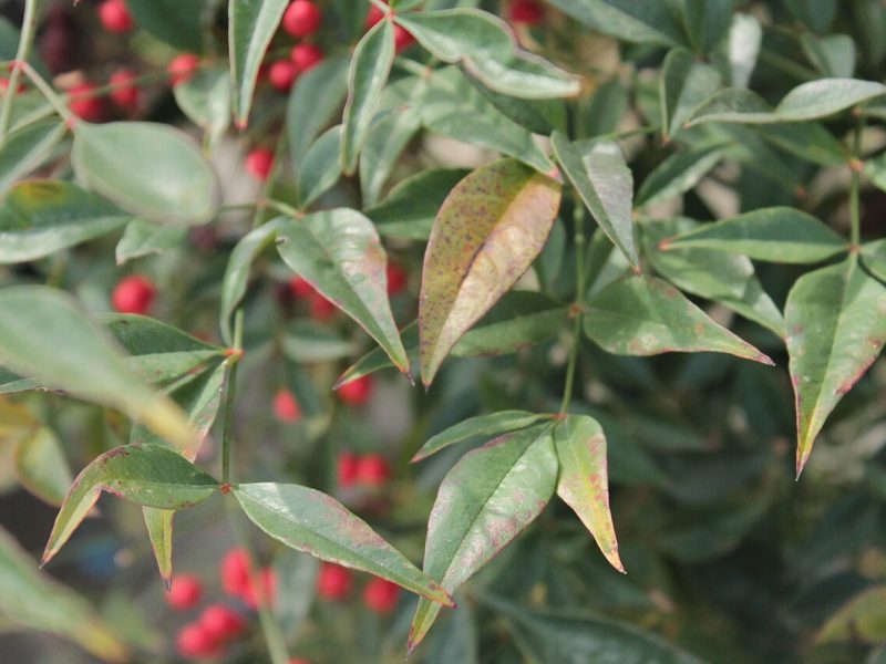 ناندینا