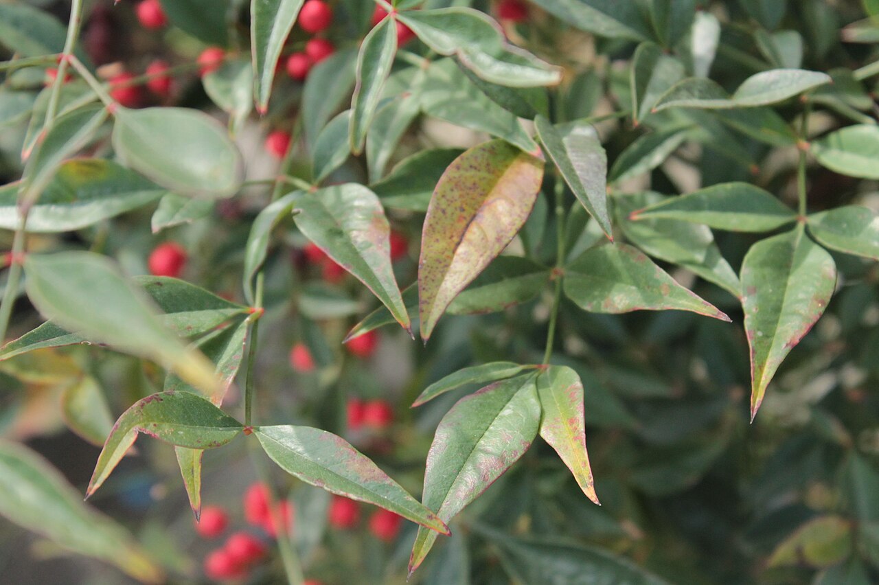 ناندینا؛ تصویر Wikimedia Commons CC0