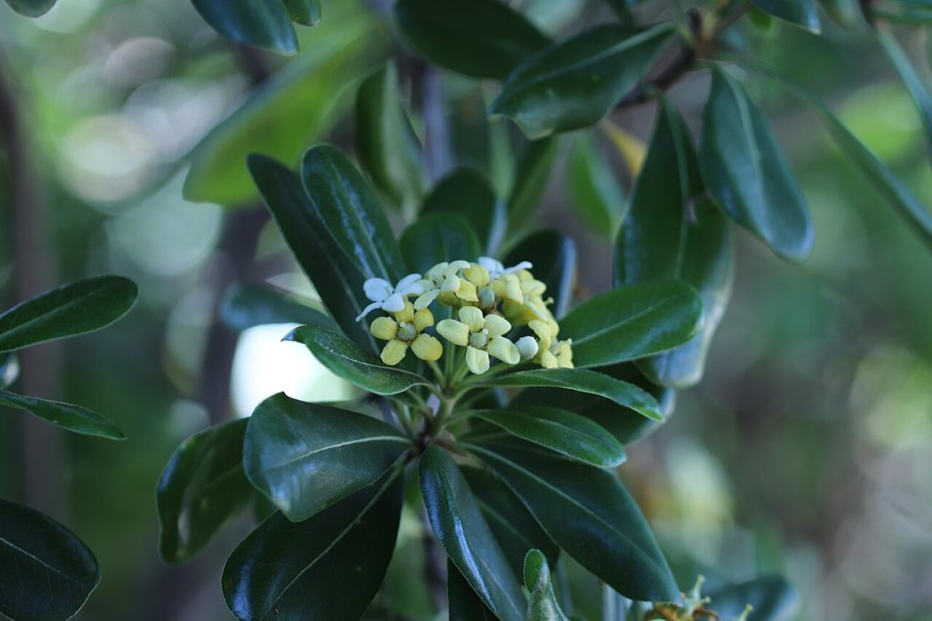 پیتسپروم؛ تصویر Wikimedia Commons CC0