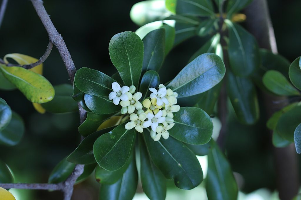 پیتسپروم؛ تصویر Wikimedia Commons CC0