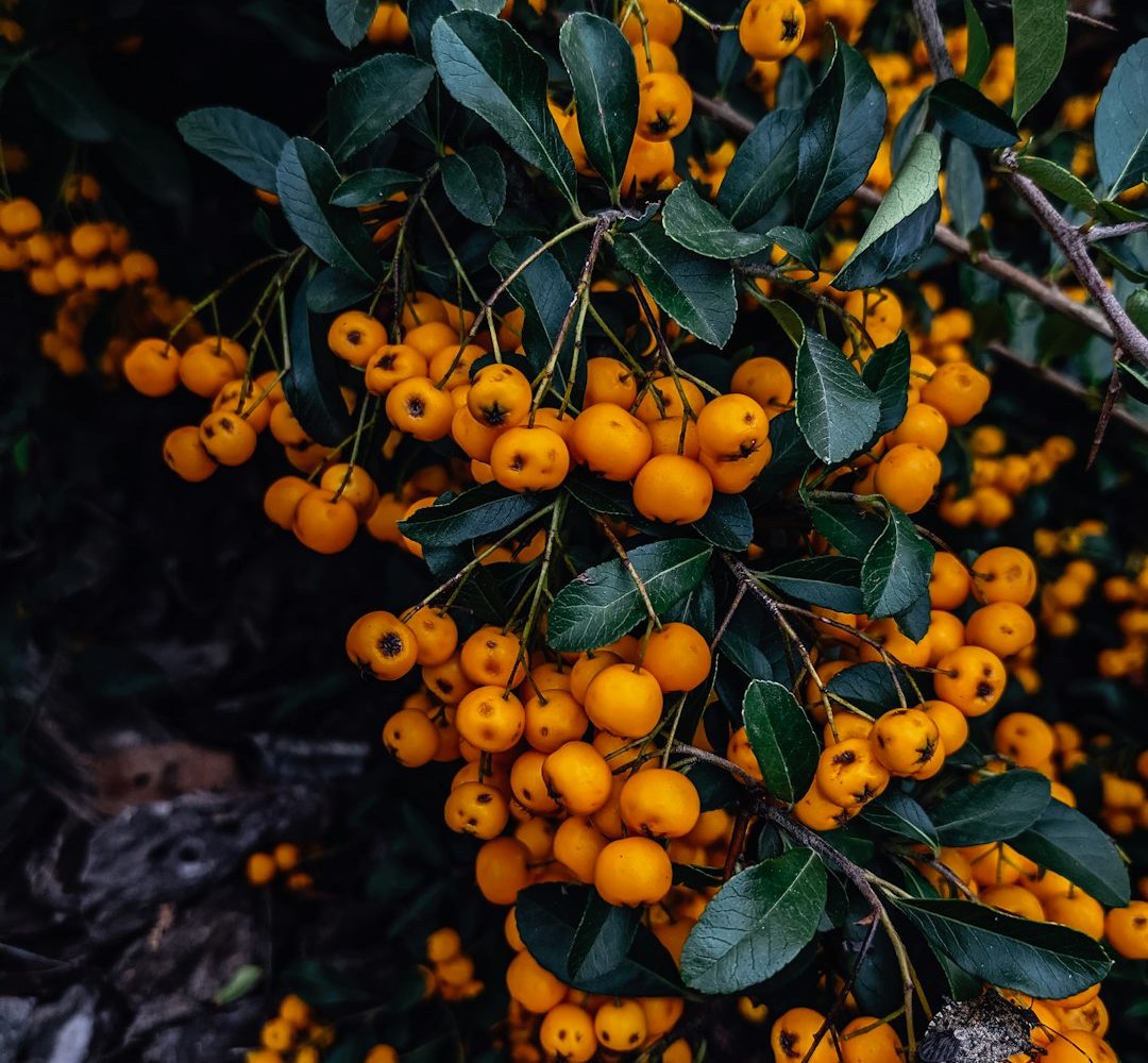 پیراکانتا؛ عکس Sasha Pleshco در Unsplash