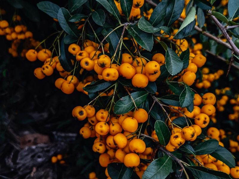 پیراکانتا؛ عکس Sasha Pleshco در Unsplash
