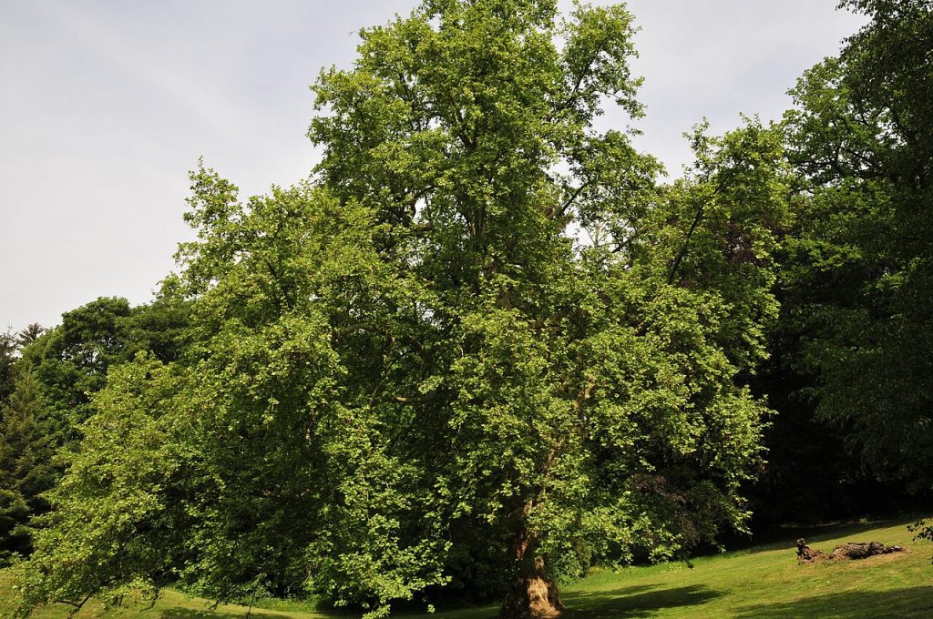 چنار؛ Wikimedia Commons CC0؛ منبع: Wikimedia Commons