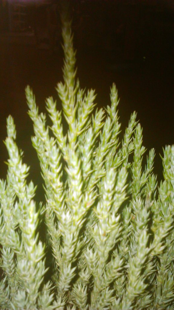 ژونی‌پروس ایستاده؛ عکس نمایندهٔ گونهٔ Juniperus chinensis؛ منبع: Wikimedia Commons