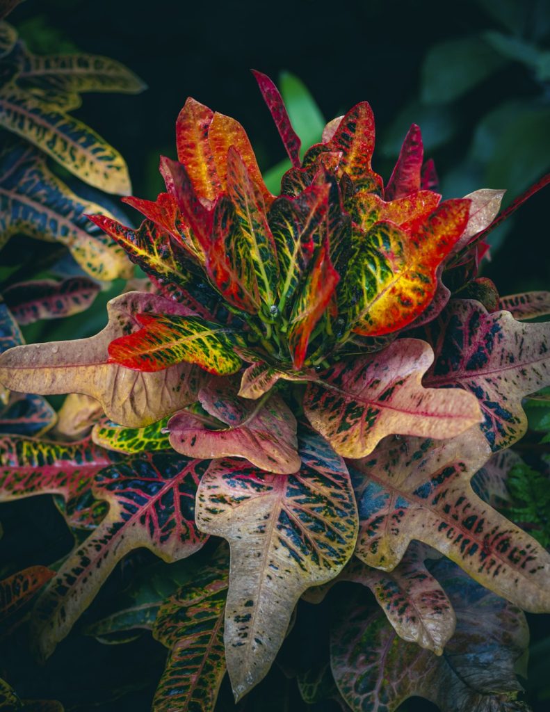 کروتون؛ عکس Kacper Lepieszka در Unsplash